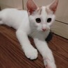 【募集終了】❤️抱っこ大好き優しくて穏やかな女の子 サムネイル7