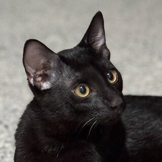 おっとりマイペース　なでなで大好き　ろくちゃん