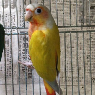 【真緒ページ】 「インコ☆オールスターズ」「ウロコさん」 真緒ページ】 「インコ☆オールスターズ」「ウロコインコさん」 最新