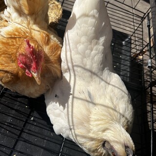 チャボの保護してくれる方を探しています