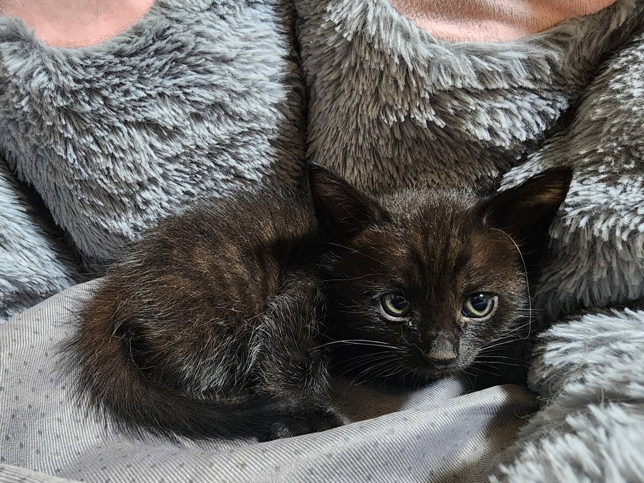 「5月30日生まれの男の子（黒）」北海道 - 猫の里親募集(522150) 3枚目の画像 :: ペットのおうち【里親決定25万頭！】