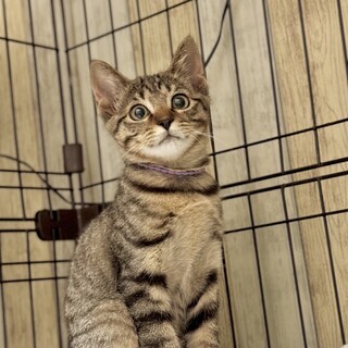 トラネコ男子 ★ マール