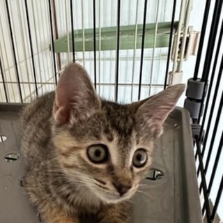 とっても甘えん坊なムギワラの女の子