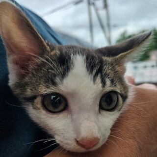 緊急！！家族になってください