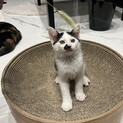 人懐っこい白黒子猫！