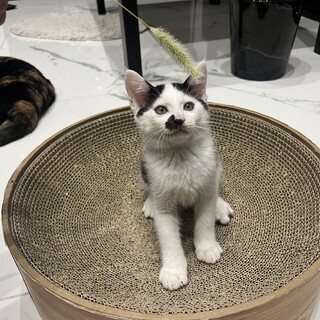 人懐っこい白黒子猫！