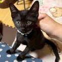 肩のり上手なルカ君