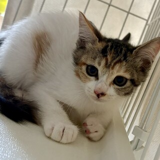 二カ月美猫姉妹白三毛ときじちゃん仲良し