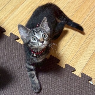 お膝の上が定位置！！薫ちゃん