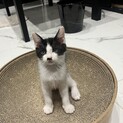 人懐っこい白黒（ハチワレ）子猫です！
