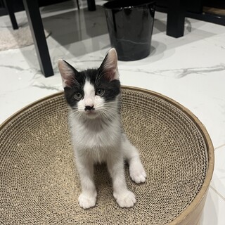 人懐っこい白黒（ハチワレ）子猫です！