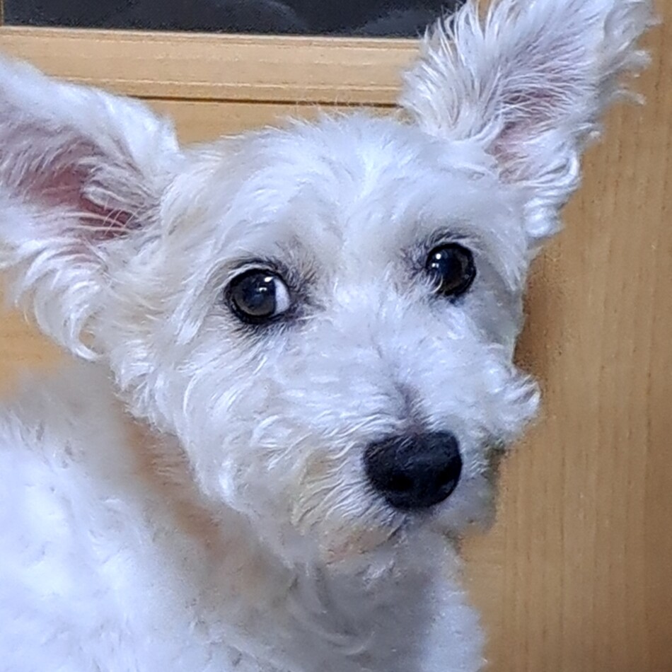 Hana.Plentyのカバー写真