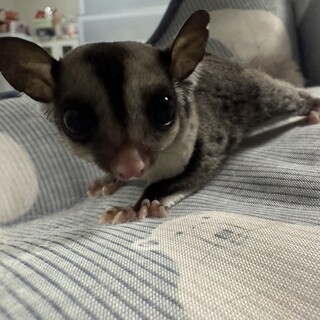 フクロモモンガ　脱嚢7月4日