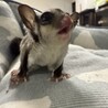 フクロモモンガ　脱嚢7月4日 サムネイル2