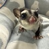 フクロモモンガ　脱嚢7月4日 サムネイル3
