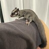 フクロモモンガ　脱嚢7月4日 サムネイル4