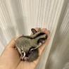 フクロモモンガ　脱嚢7月4日 サムネイル5