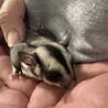 フクロモモンガ　脱嚢7月4日 サムネイル6