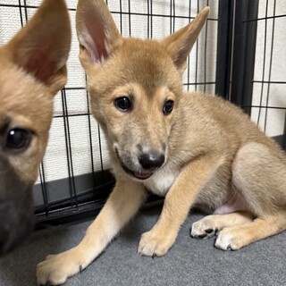 【くりくりな瞳が可愛い男の子】珀(旧チップ)くん