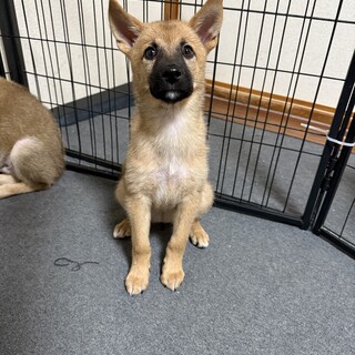 【寂しがり屋な女の子】茜(旧チョコ)ちゃん