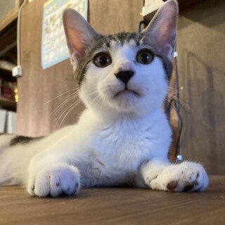 おとなしめの白キジ男の子