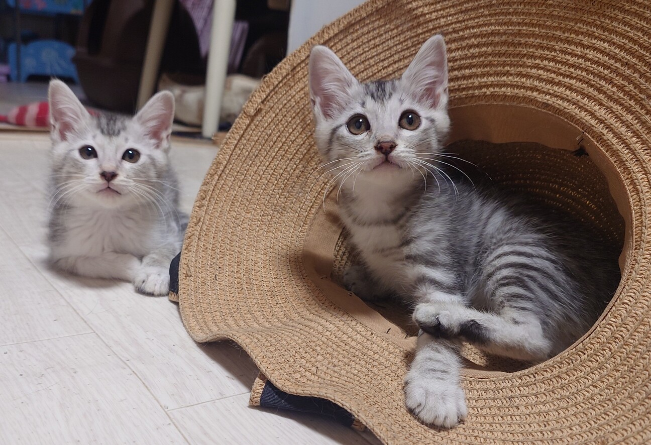 catさま 確認 ねこ様専用 確認ページ ネコさま確認用 百万猫様♡確認用