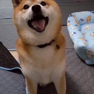 甘えん坊な柴の男の子、福君