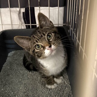 【里親決定】ありがとうございました