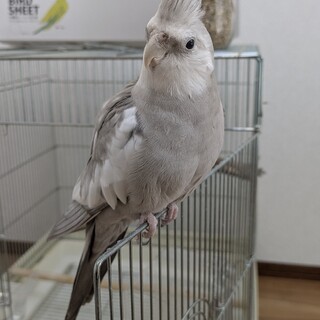 里親決定しました。