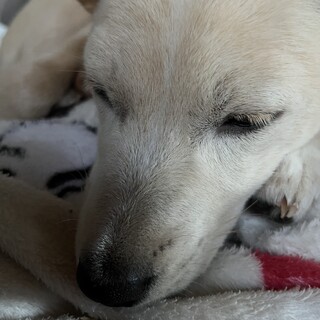 成犬白メスです^ ^