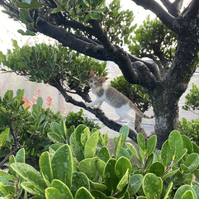 マナ真奈のカバー写真