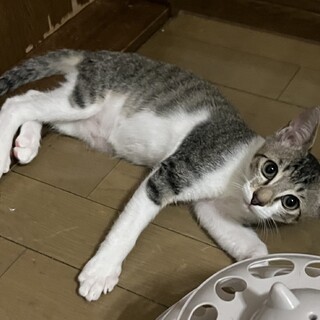 人懐っこい男の子です。