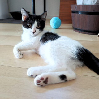 からだにあるハートのある元気なハチワレ君