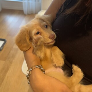 甘えん坊なゴールデンミニチュアダックスフンド