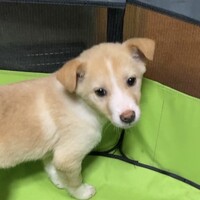 みかん　　保護時みつば