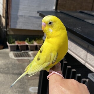 【決定しました】セキセイインコ 里親募集