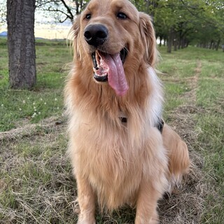 2歳ゴールデンレトリバー 男の子 去勢済み