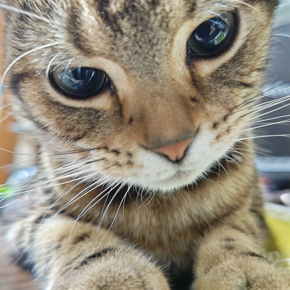 伊吹のカバー写真