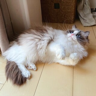 ラグドール女の子