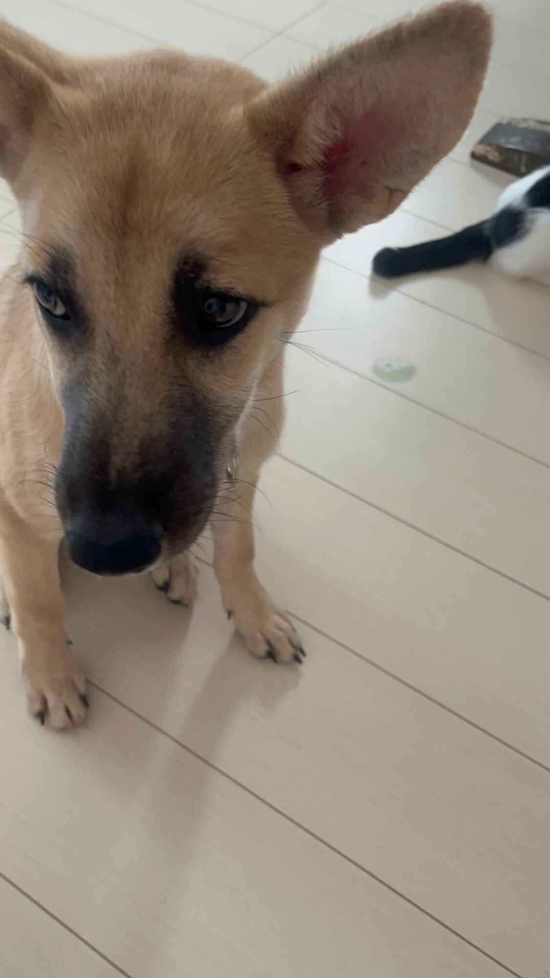 とても珍しい　仔犬の伊万里 とても珍しい 仔犬の伊万里（海を渡り、英国で百年以上座り続け