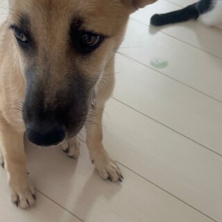 野犬の仔犬　みりん