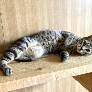 人馴れ抜群のきじとらジョー