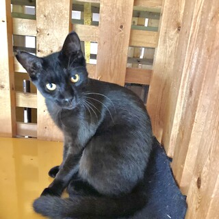 人馴れ抜群の黒猫ノア