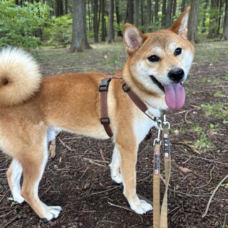 好奇心いっぱい！元気はじける柴犬男の子♪