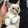 8/10（日）里親会！灰シャム子猫♂ゆきじ君 サムネイル2
