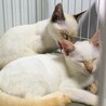 8/10（日）里親会！灰シャム子猫♂ゆきじ君 サムネイル3