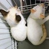 8/10（日）里親会！灰シャム子猫♂ゆきじ君 サムネイル4