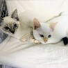 8/10（日）里親会！灰シャム子猫♂ゆきじ君 サムネイル5