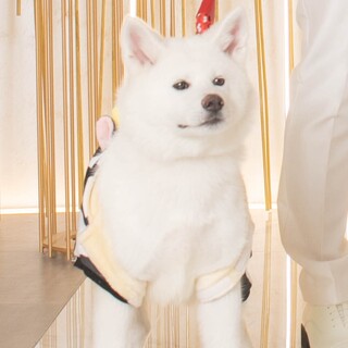 ♡♡秋田犬の女の子♡♡