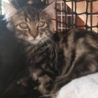 アメショ柄　顔はサイベリアン風　男の子 4ヶ月